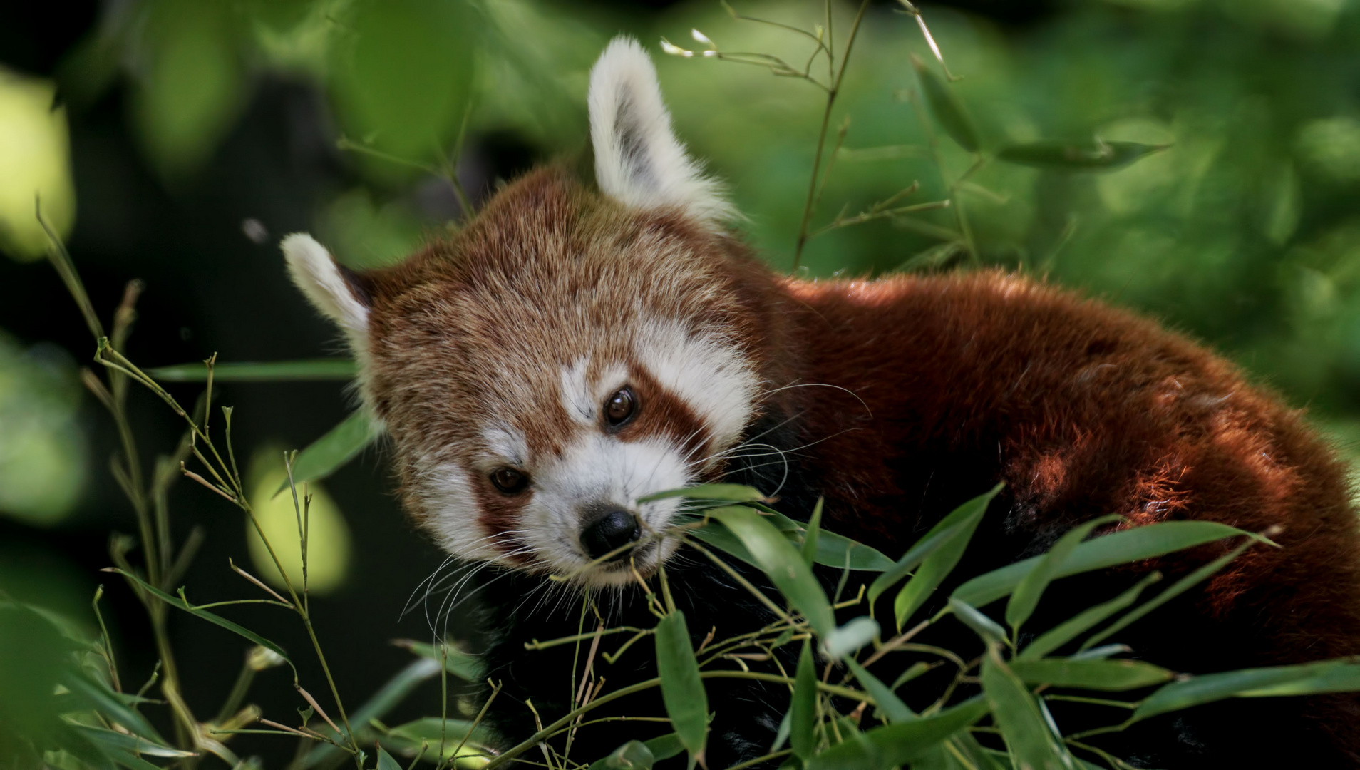 kleiner Panda 