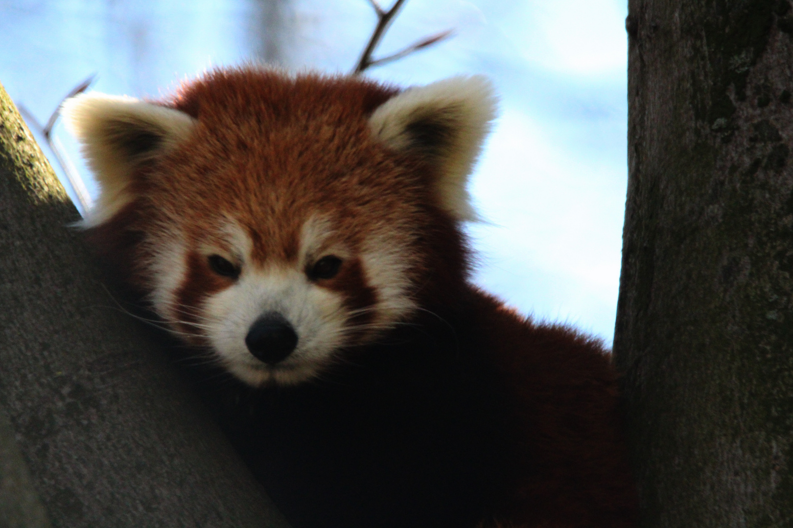 kleiner Panda Foto & Bild | natur, landschaft, pflanzen Bilder auf ...