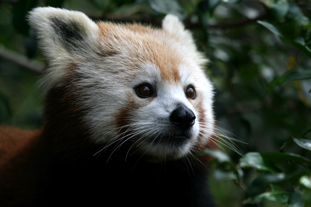 kleiner Panda