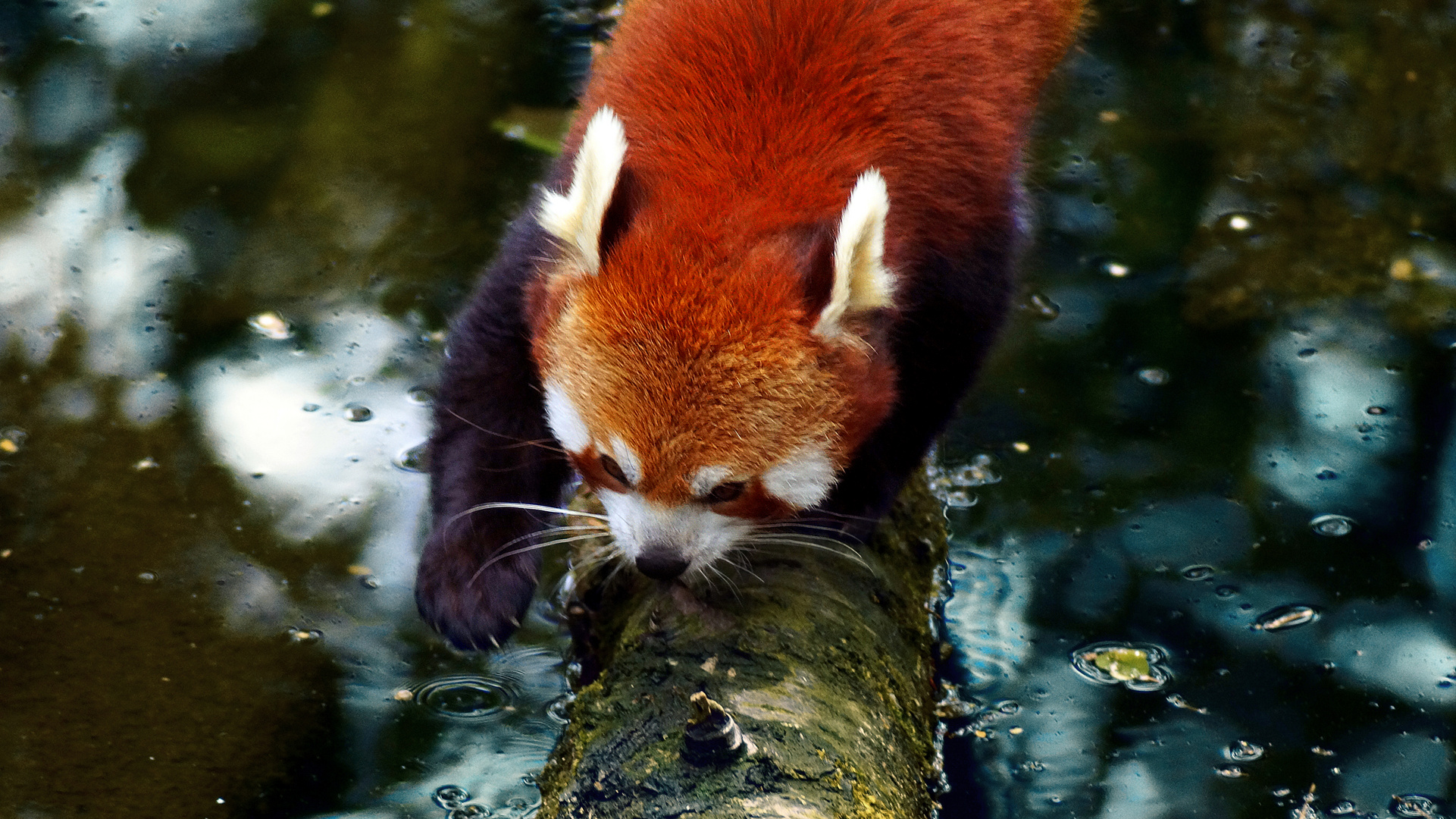 Kleiner Panda