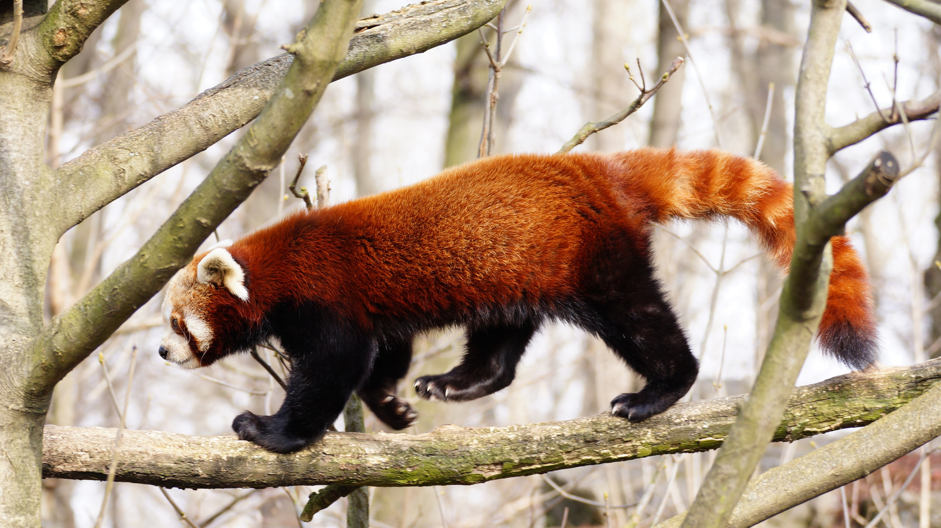 Kleiner Panda