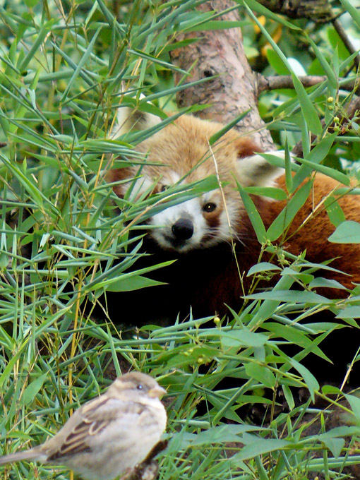 Kleiner Panda