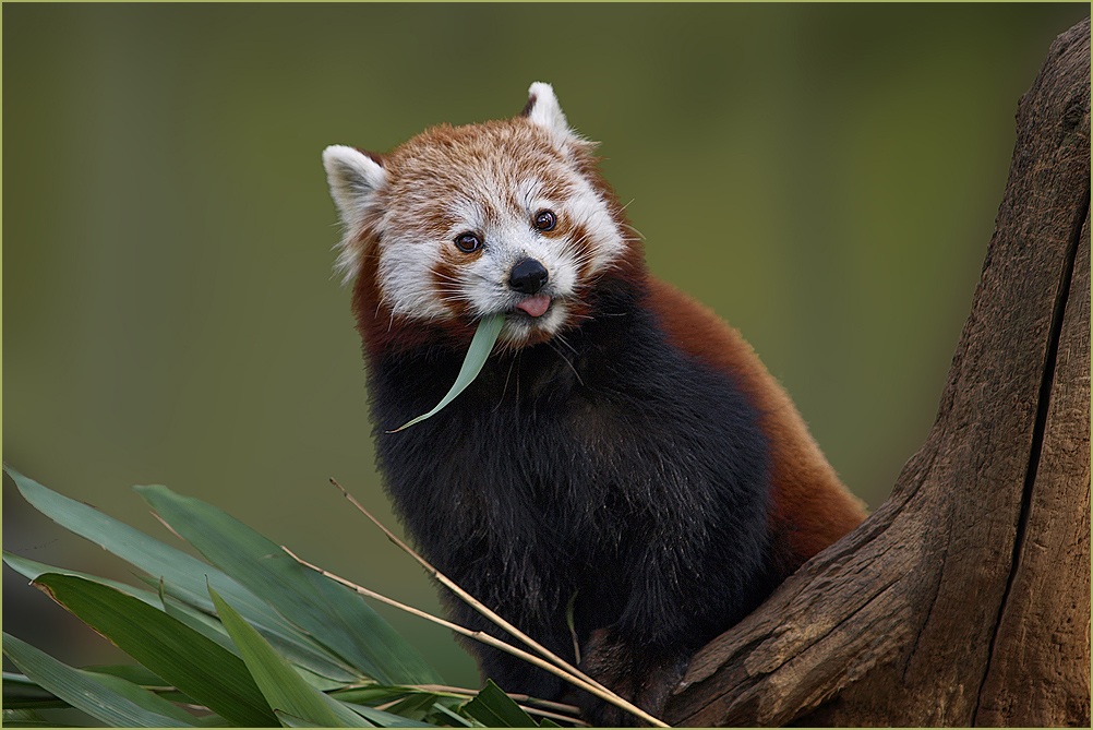 kleiner Panda