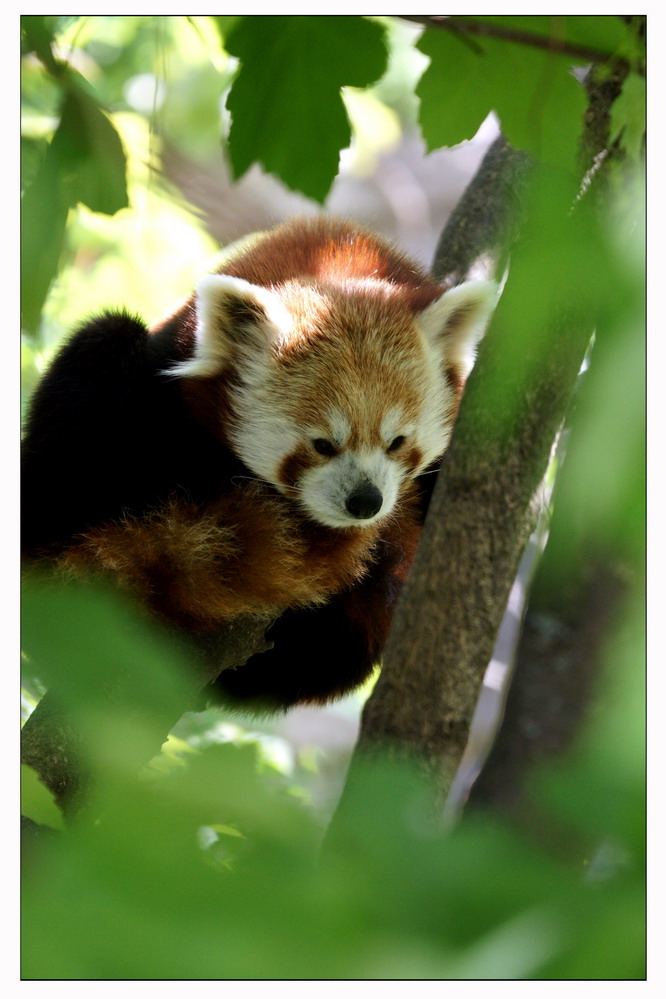 kleiner Panda