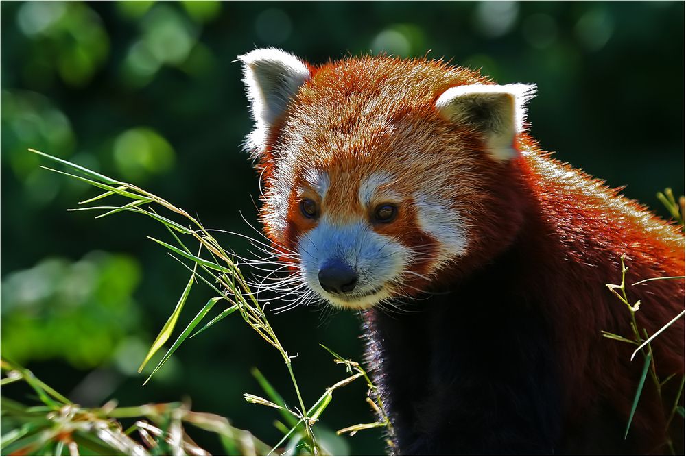 Kleiner Panda