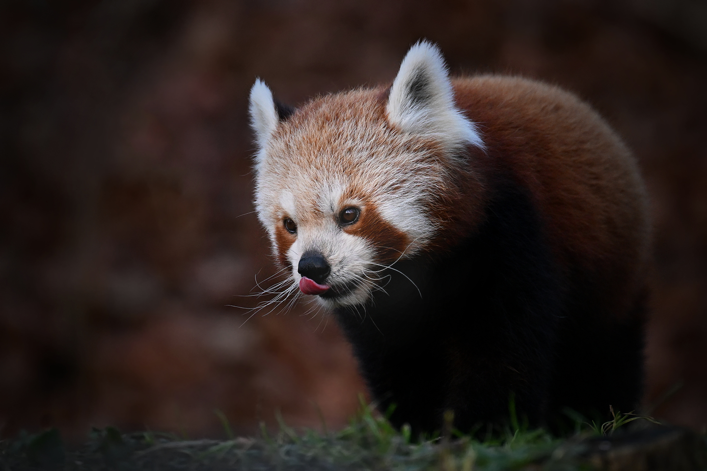 Kleiner Panda