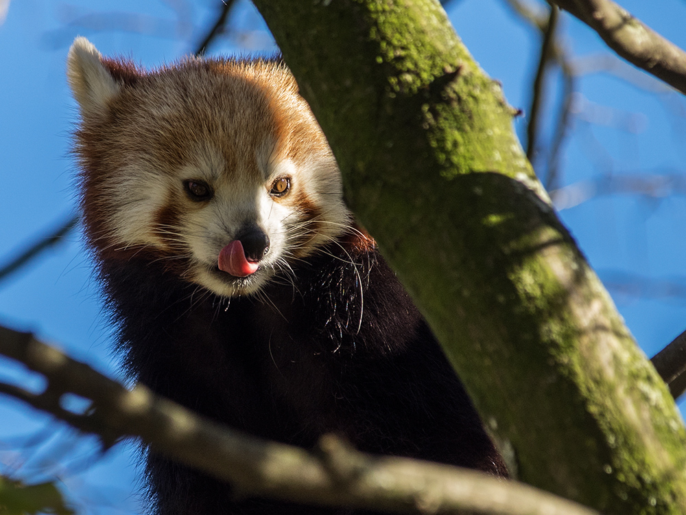 Kleiner Panda...