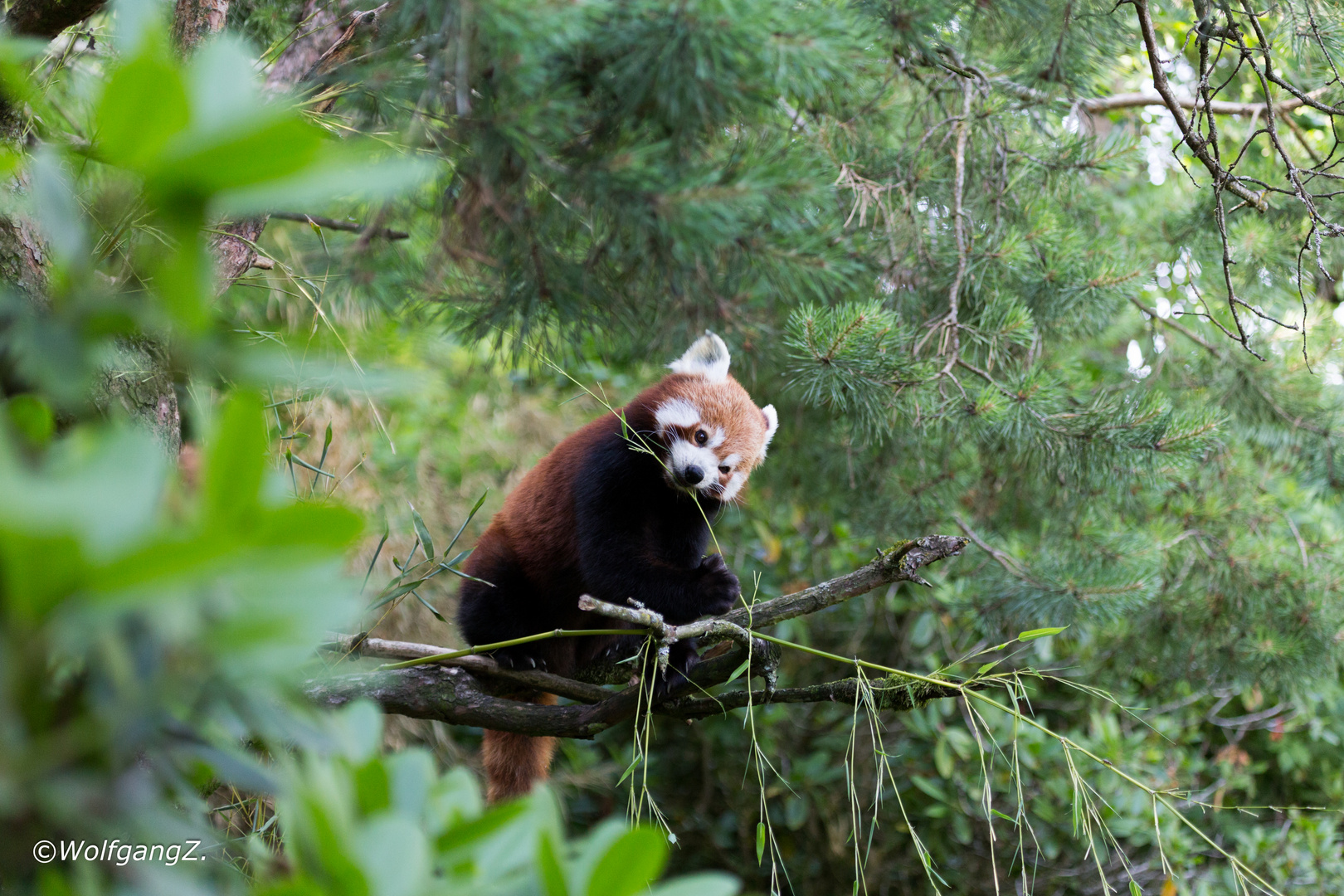 kleiner Panda