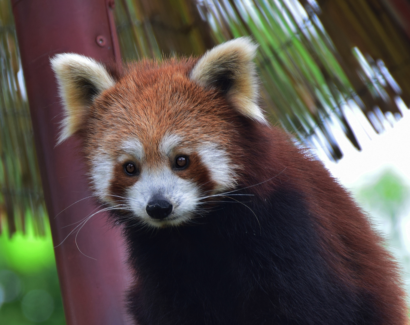 Kleiner Panda