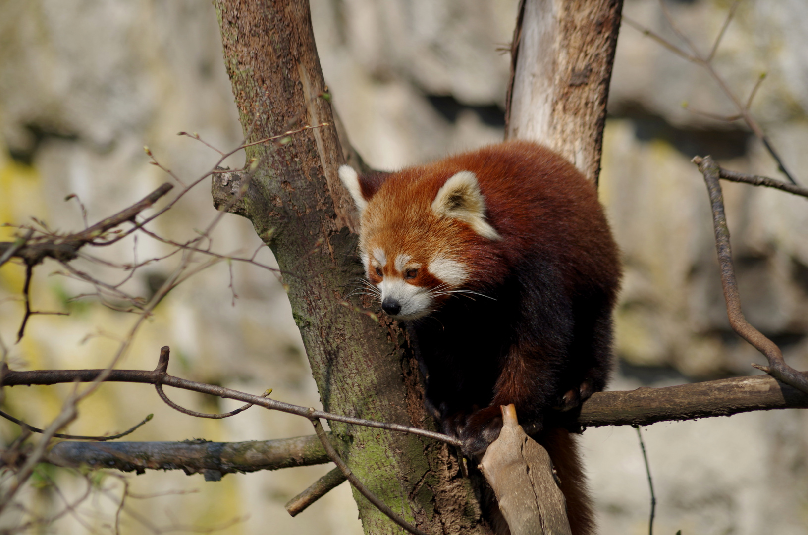 Kleiner Panda