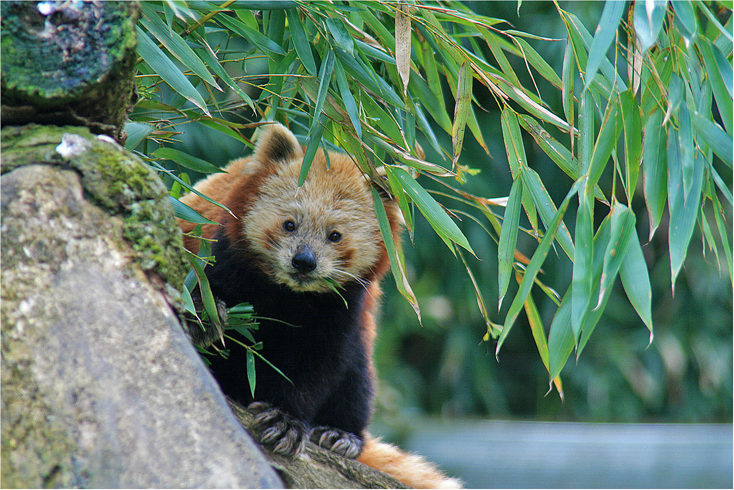 Kleiner Panda