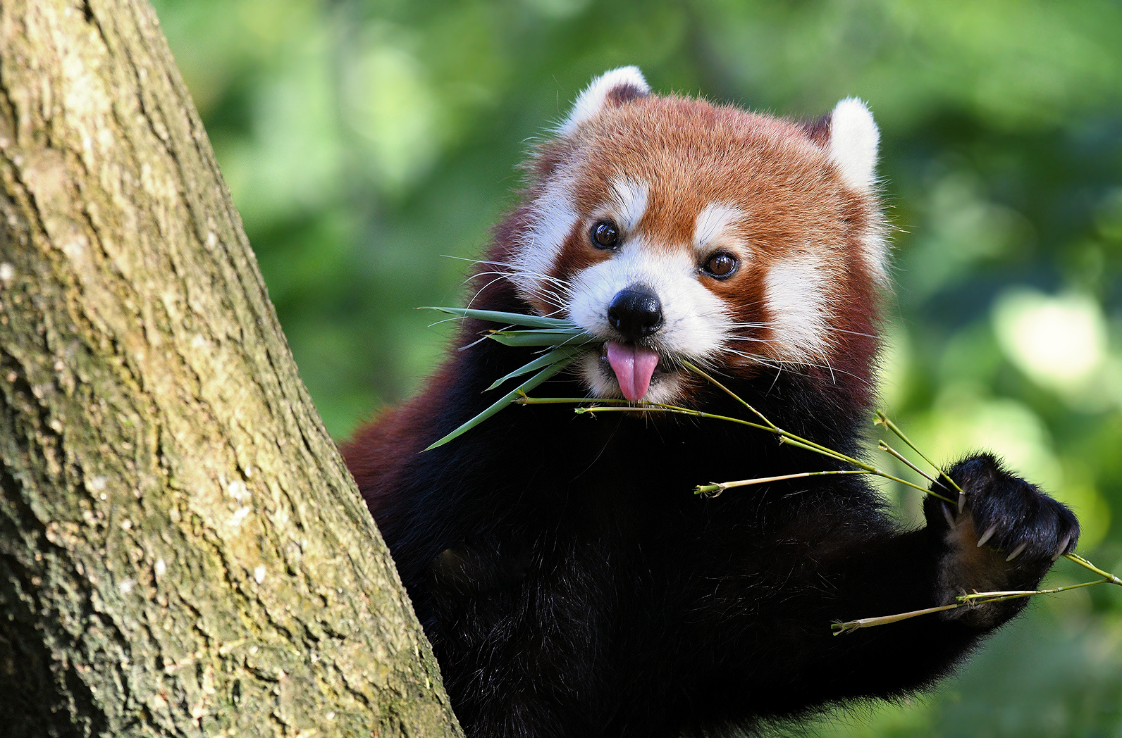 Kleiner Panda