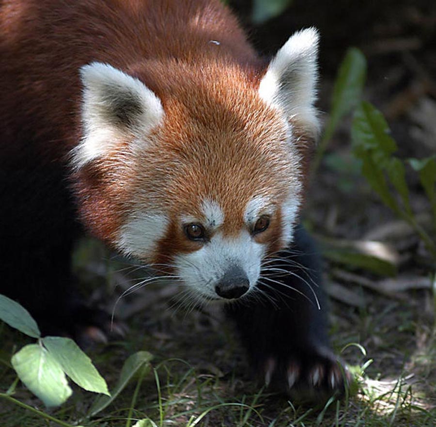 Kleiner Panda