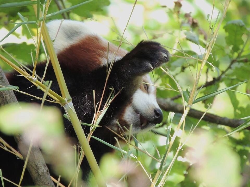 Kleiner Panda