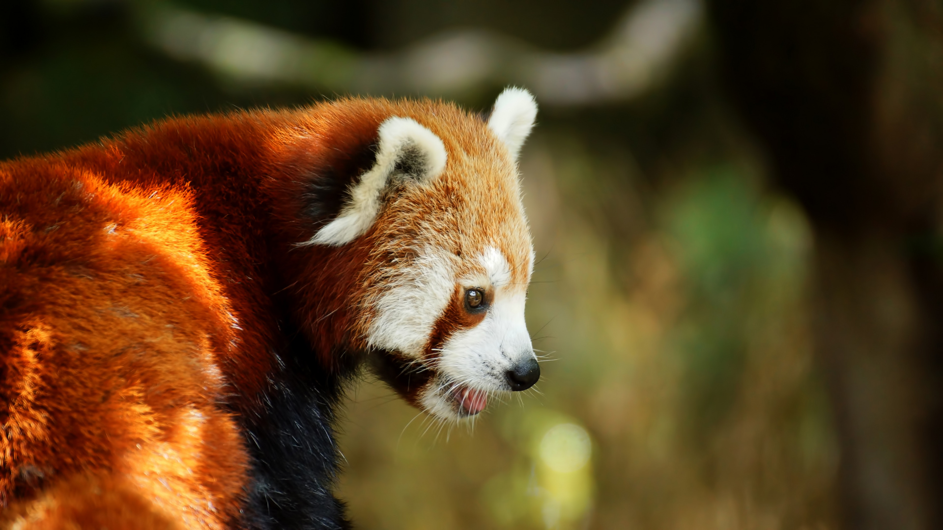 Kleiner Panda