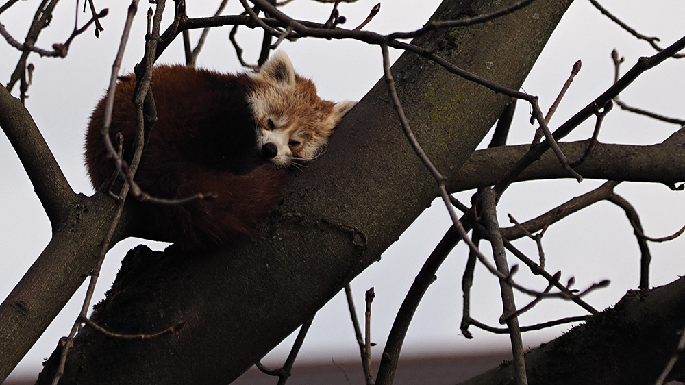 Kleiner Panda