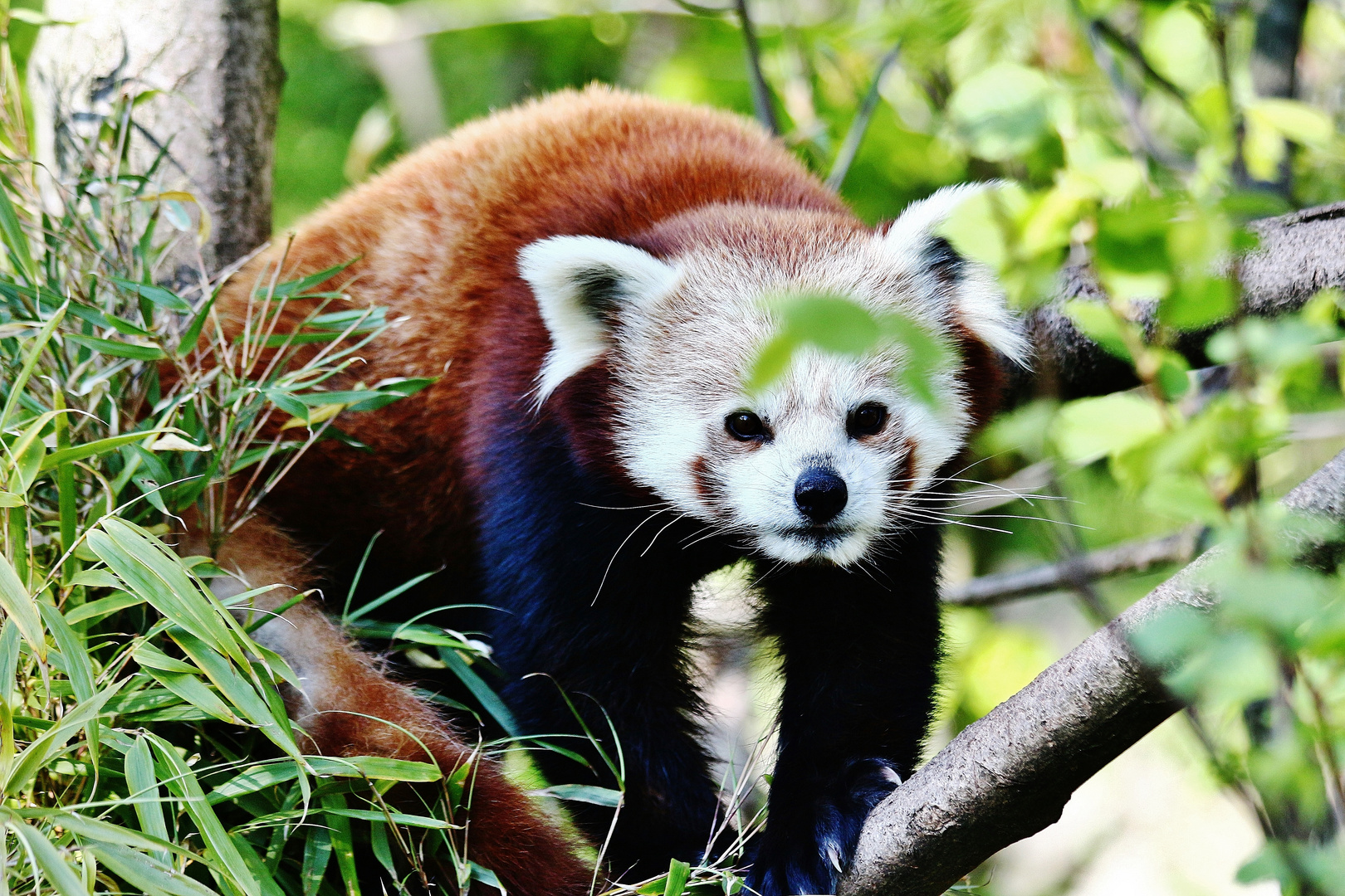 Kleiner Panda