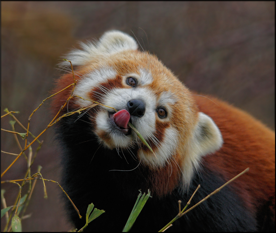 Kleiner Panda Foto Bild Tiere Zoo Wildpark Falknerei Saugetiere Bilder Auf Fotocommunity