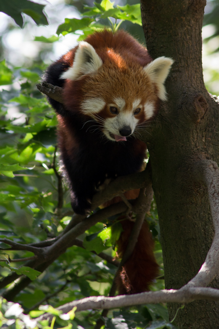 Kleiner Panda