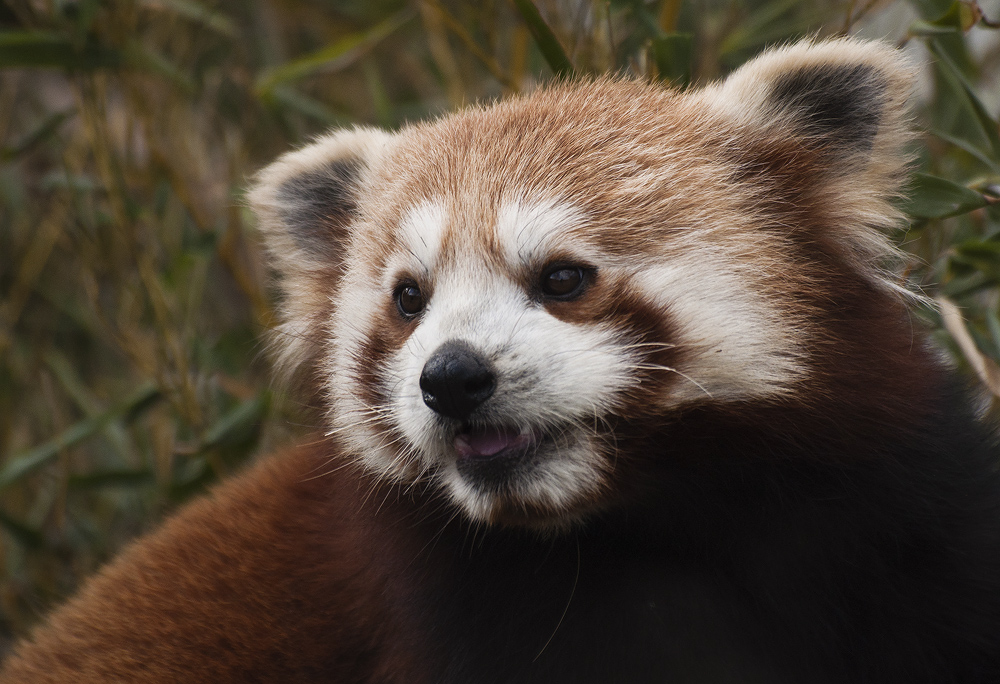 Kleiner Panda