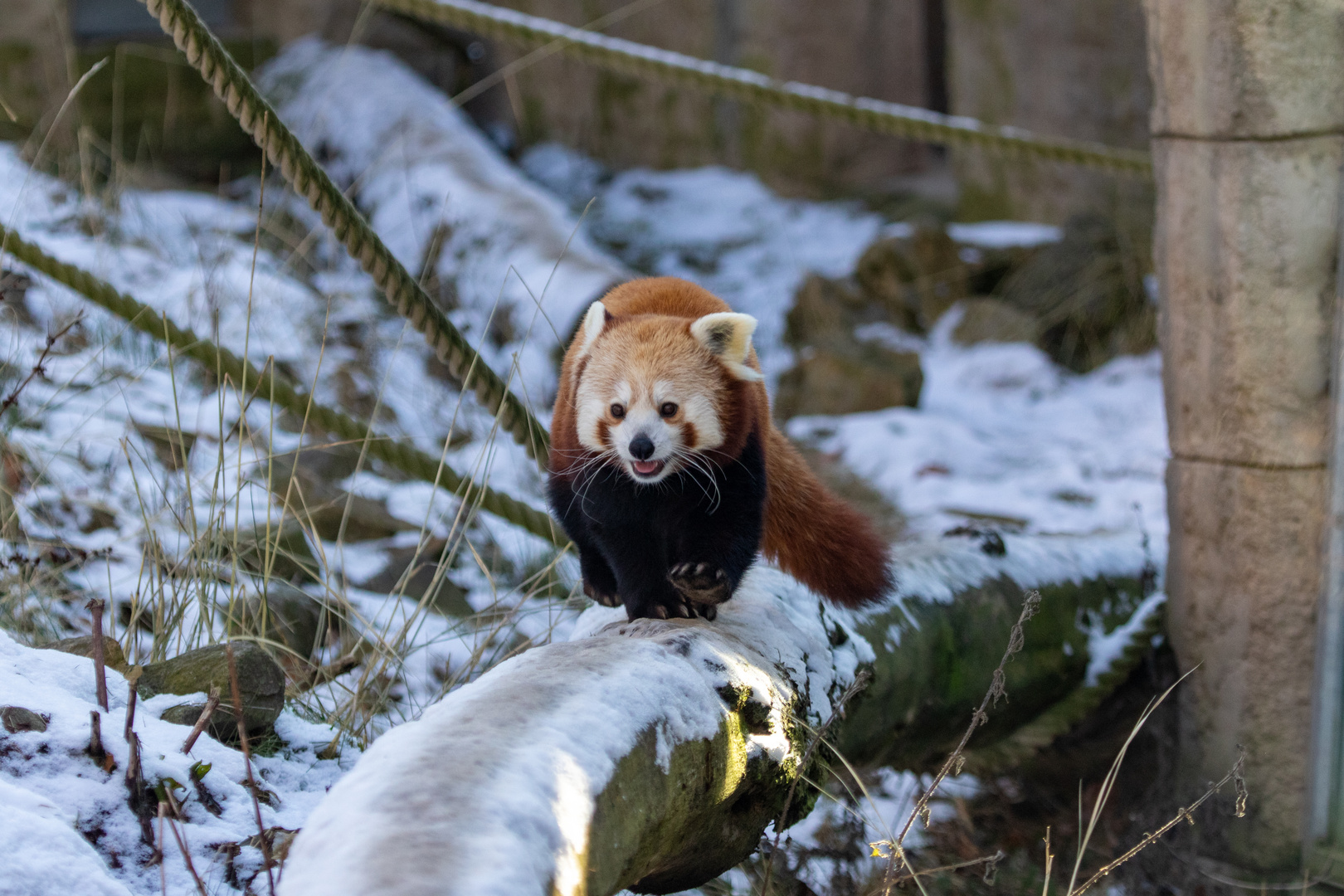 Kleiner Panda