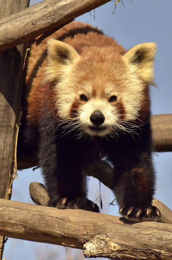 kleiner panda