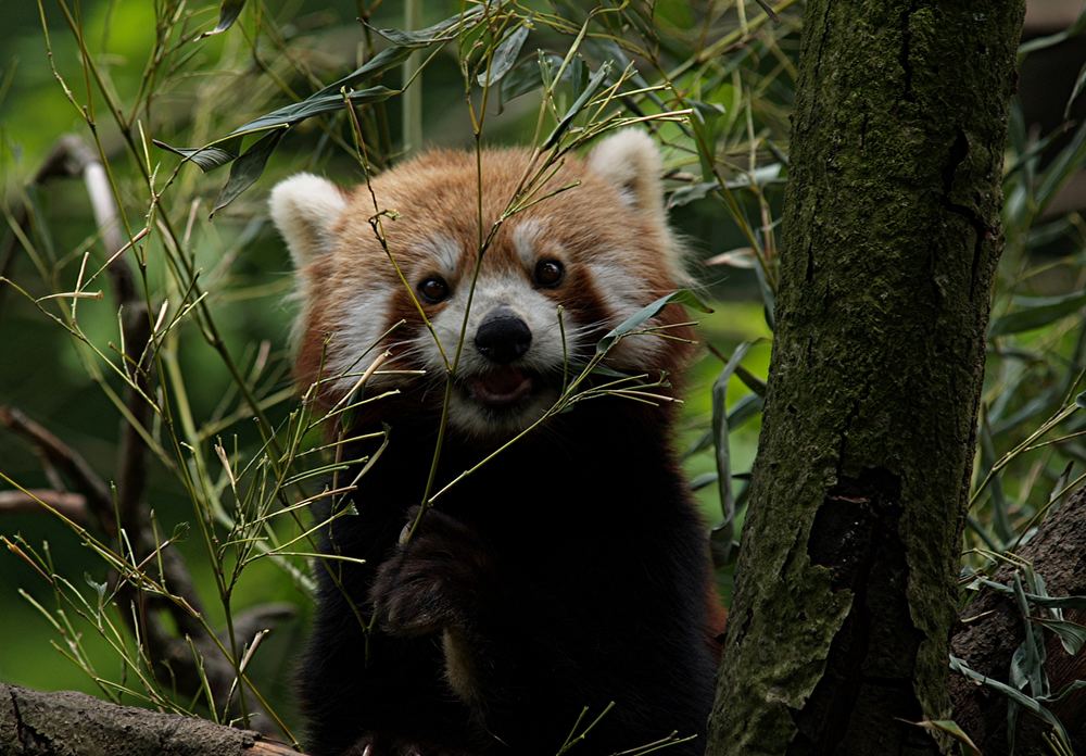 Kleiner Panda