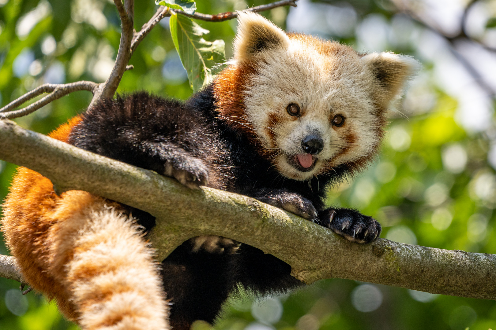 Kleiner Panda Foto & Bild | tiere, zoo, wildpark & falknerei ...