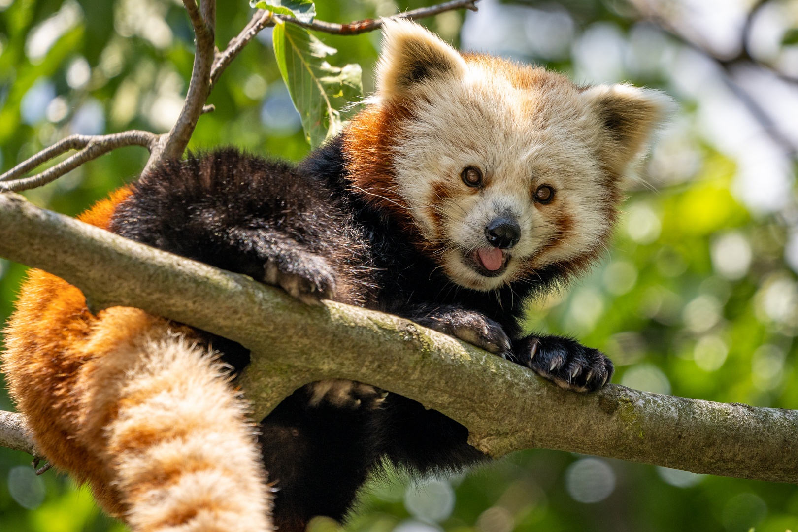 Kleiner Panda