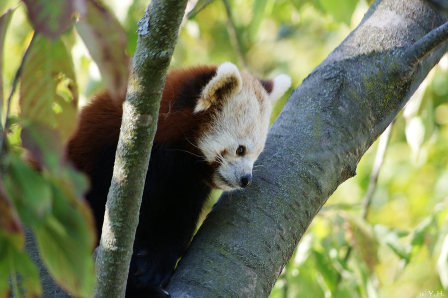 Kleiner Panda