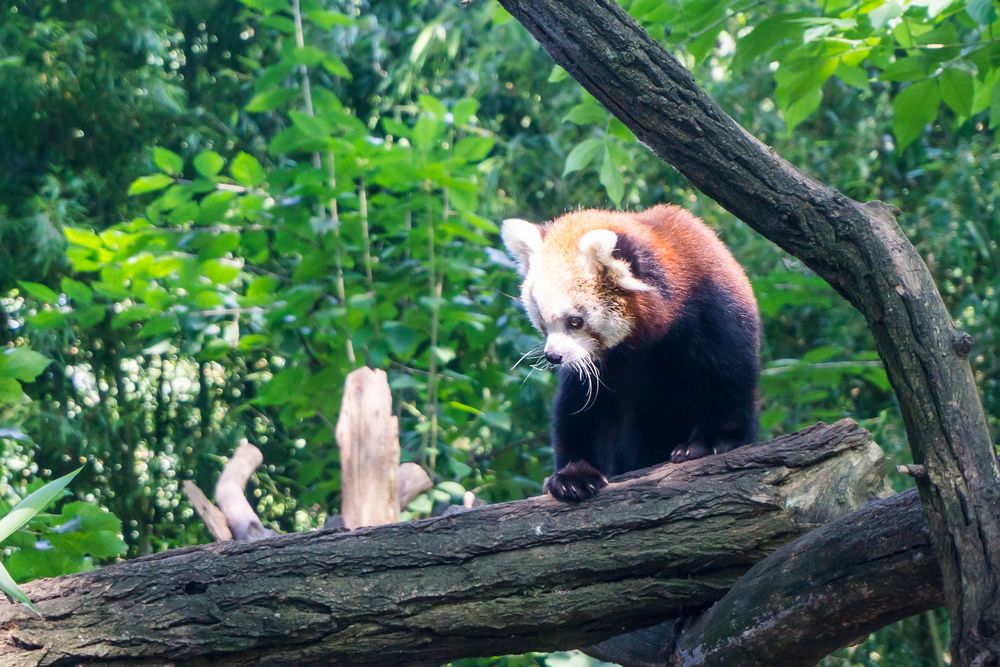 Kleiner Panda