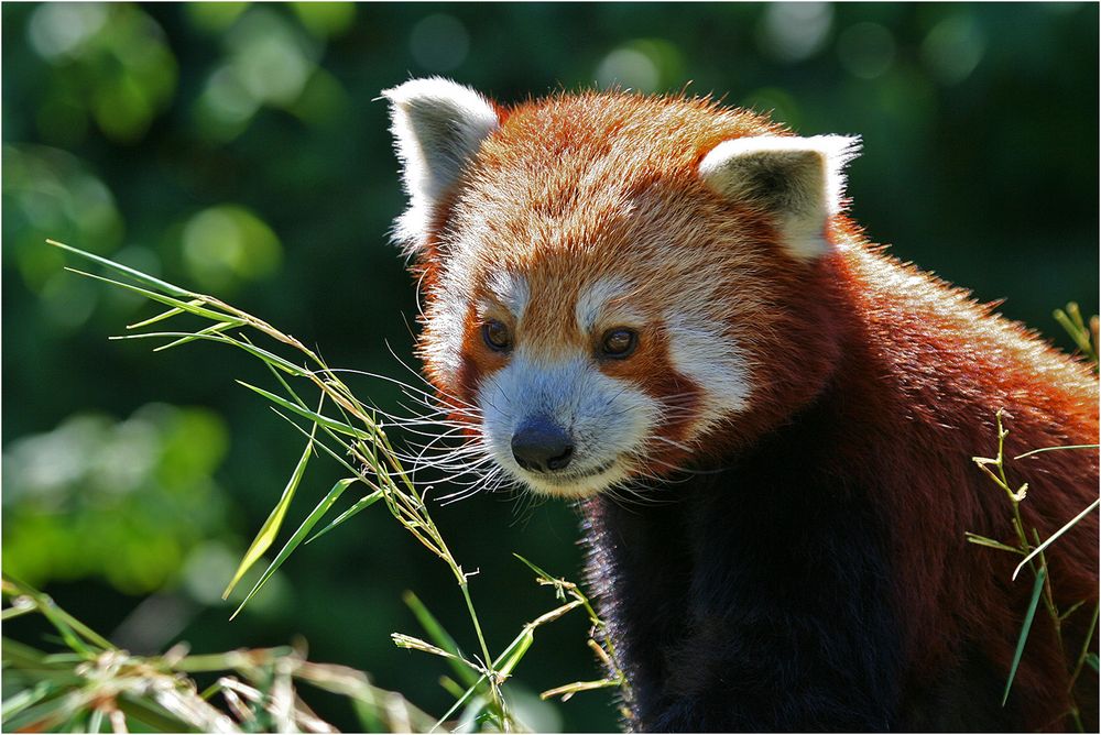 Kleiner Panda