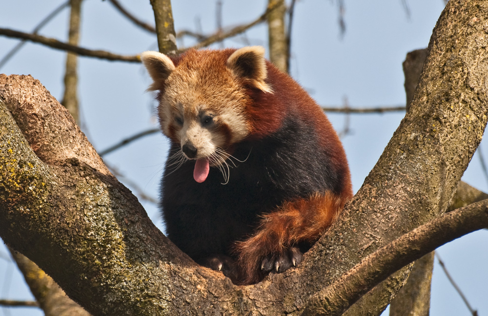 KLEINER PANDA