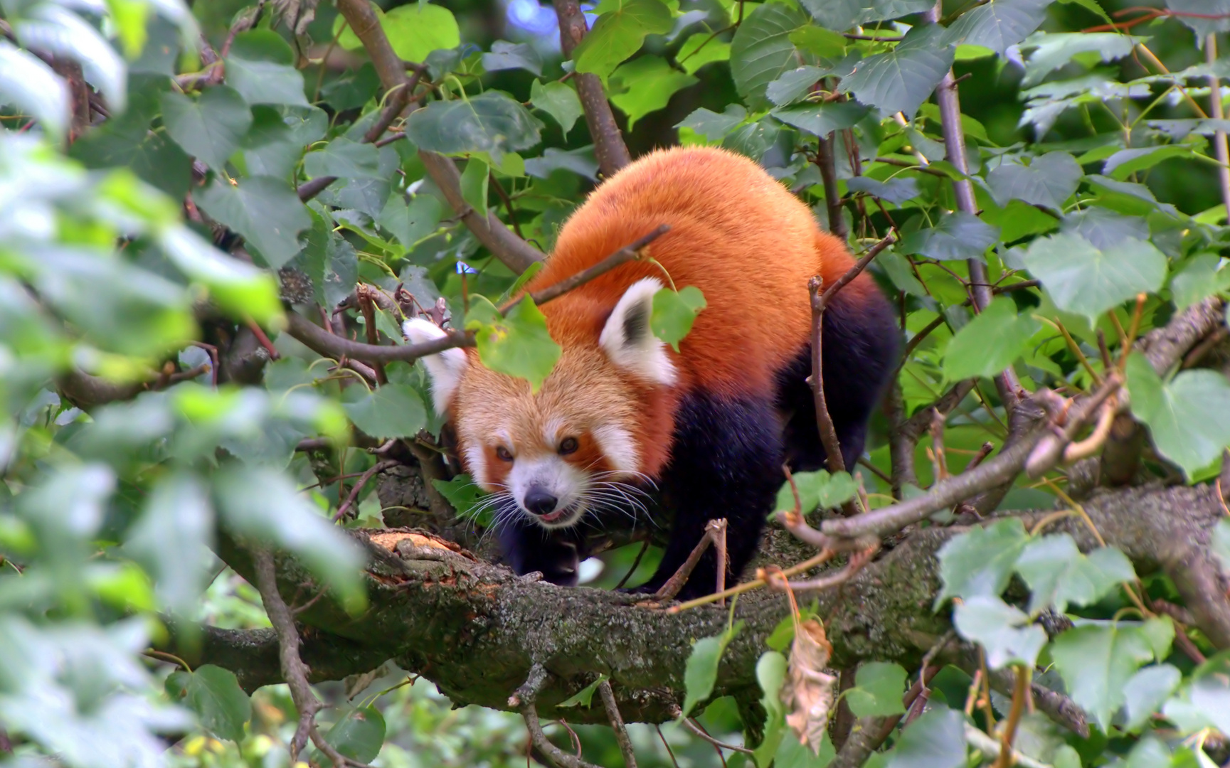 Kleiner Panda ...