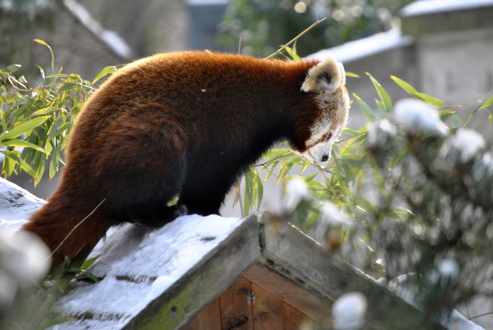 Kleiner Panda