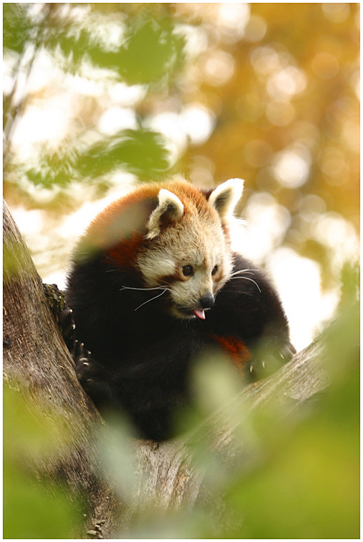 Kleiner Panda von Edith Halbmann