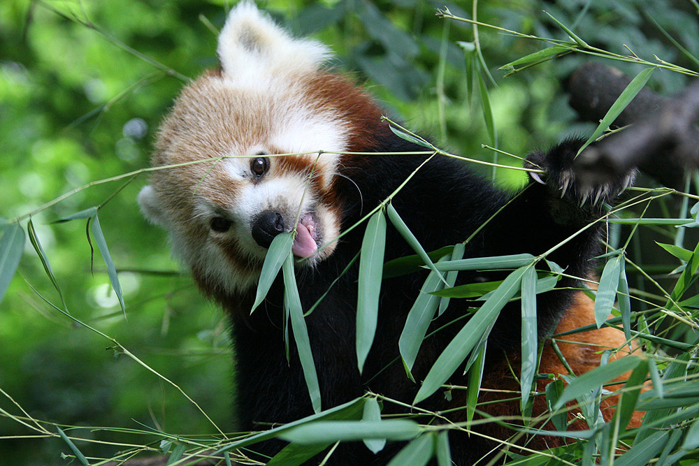 Kleiner Panda