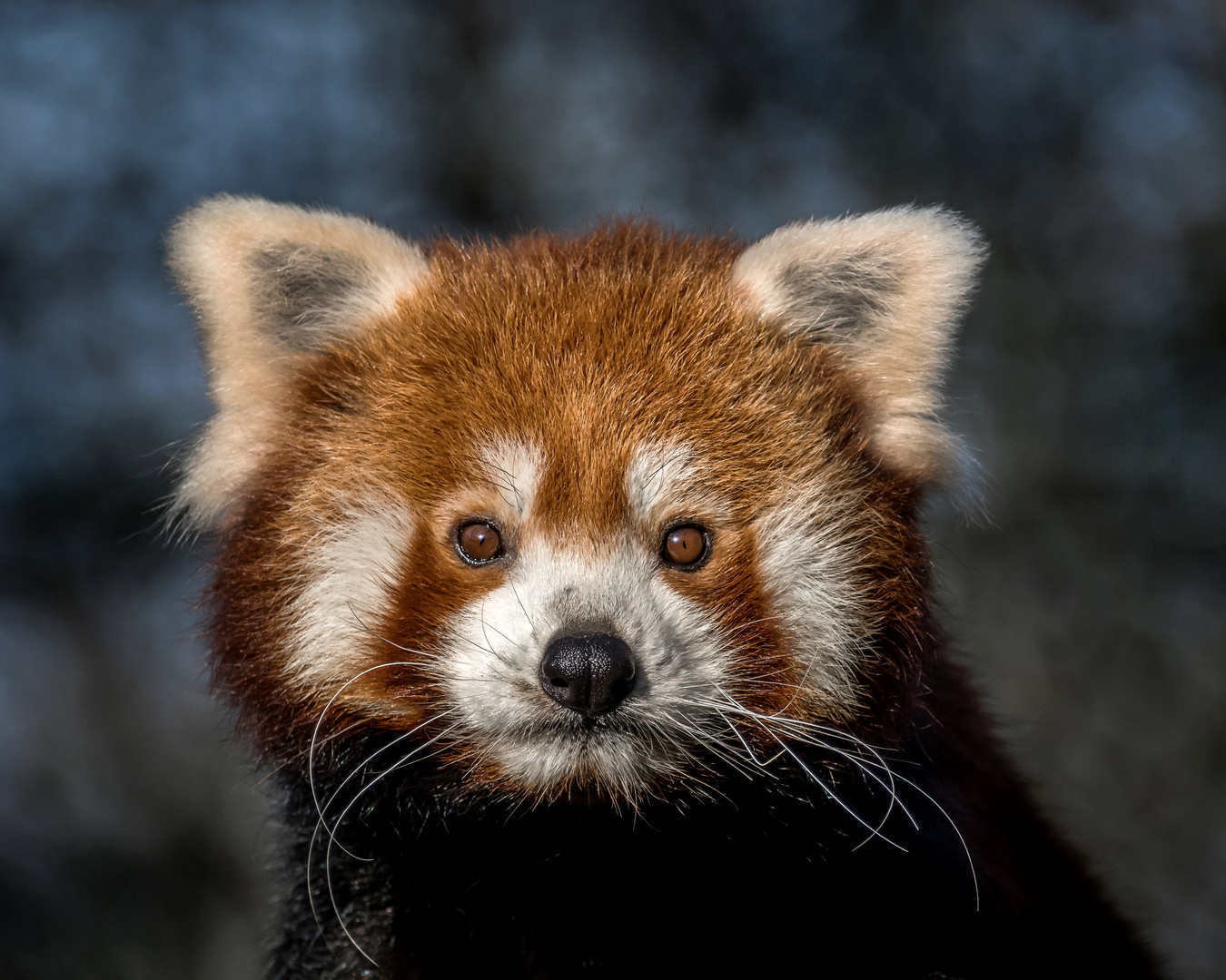 Kleiner Panda