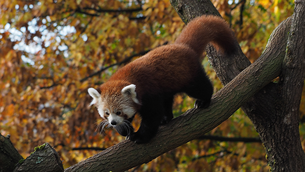 Kleiner Panda