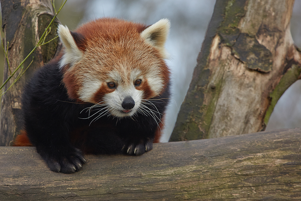 Kleiner Panda