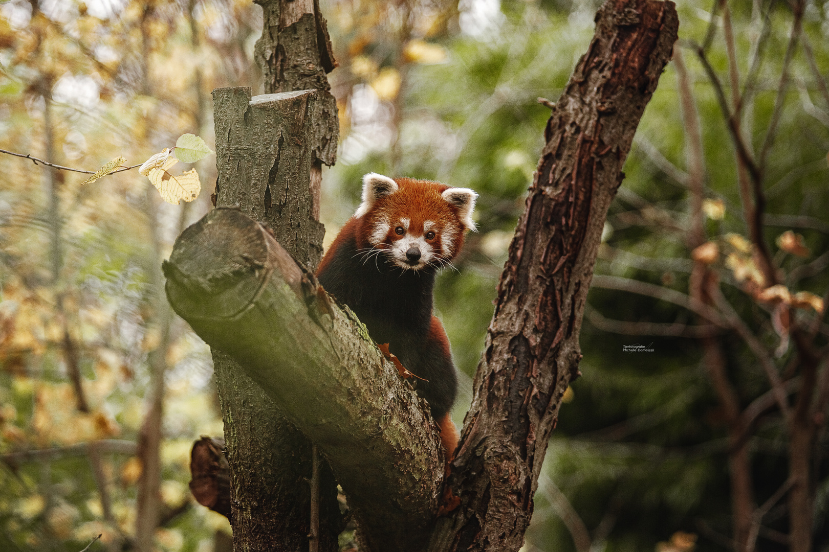 Kleiner Panda