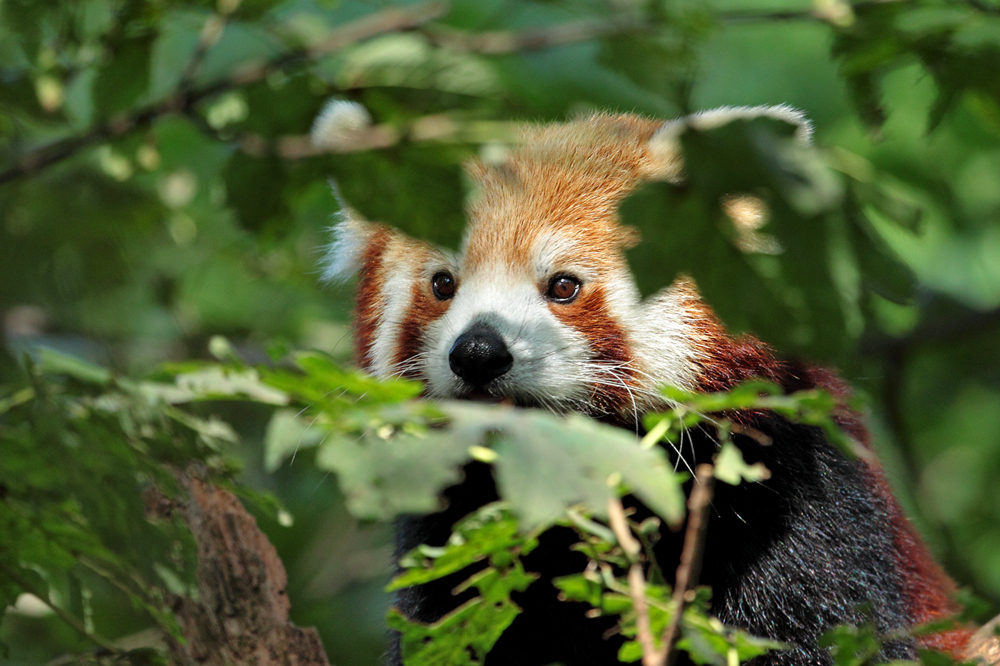 Kleiner Panda