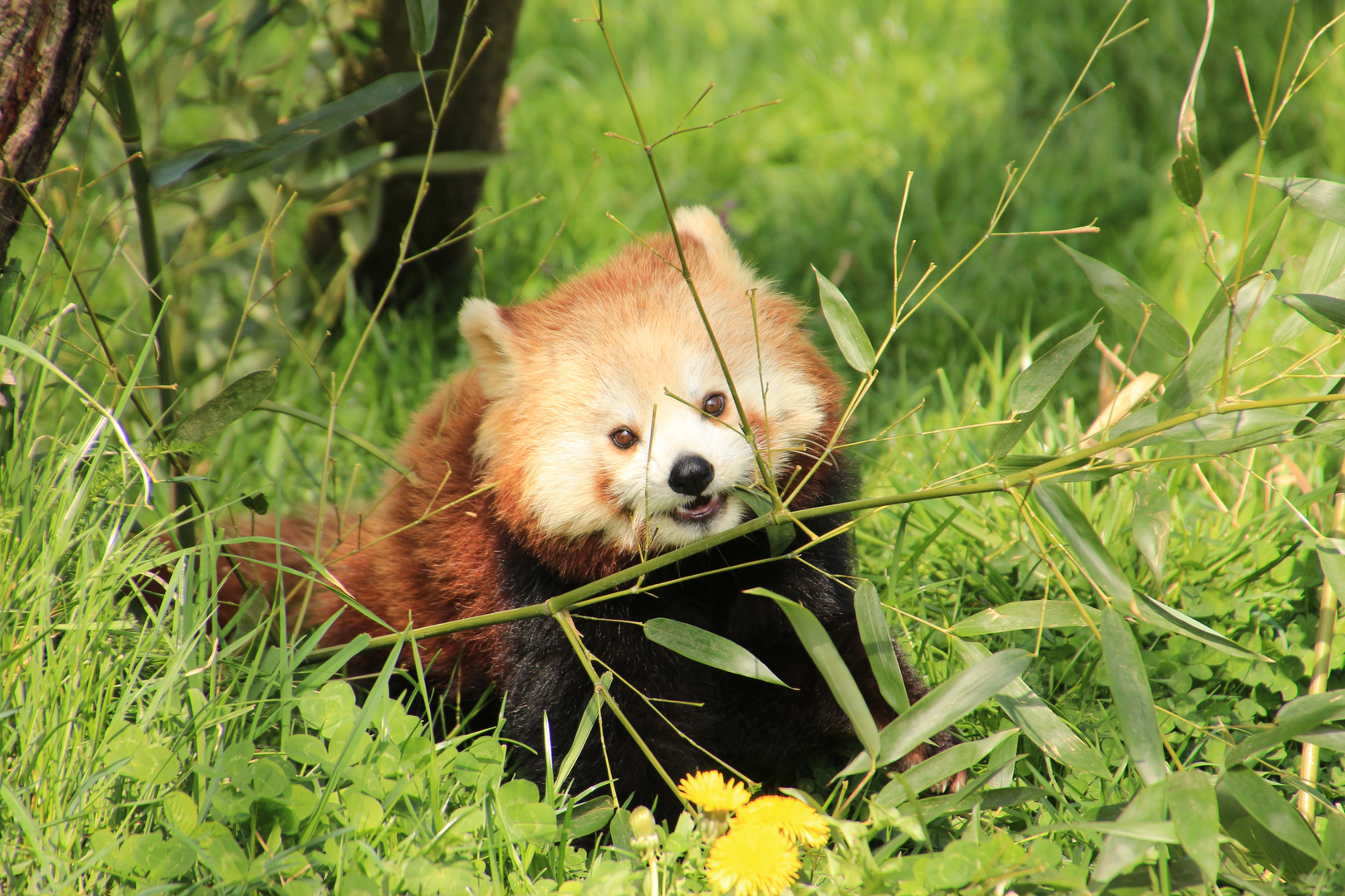 Kleiner Panda