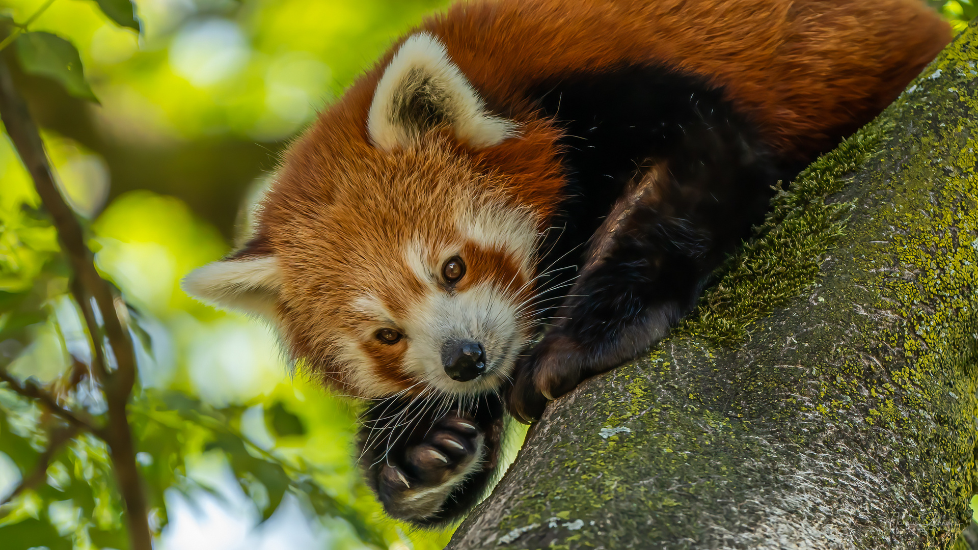 Kleiner Panda