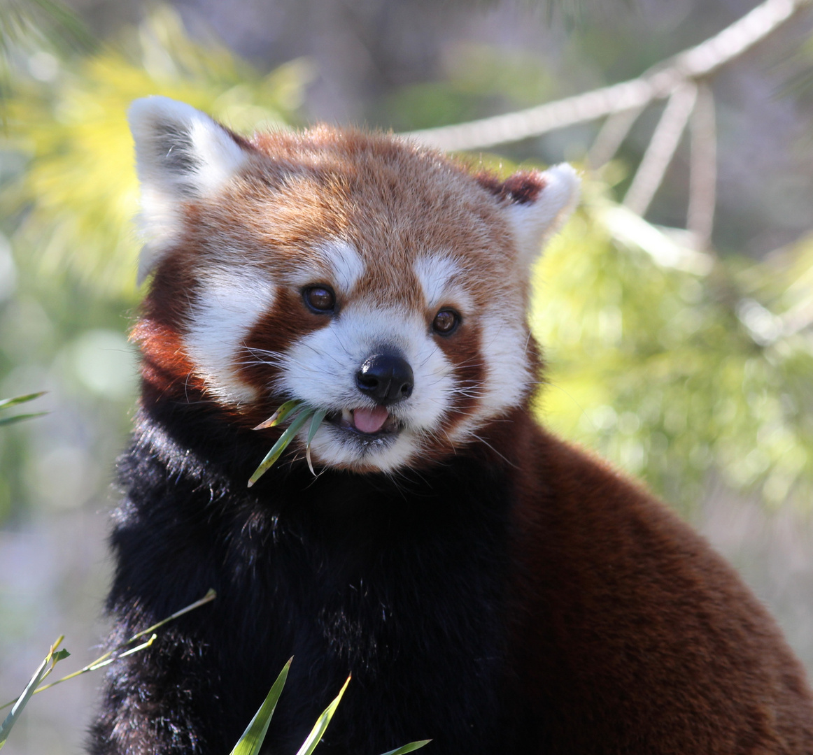 kleiner Panda