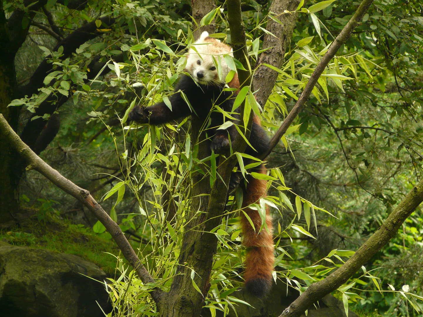 kleiner panda