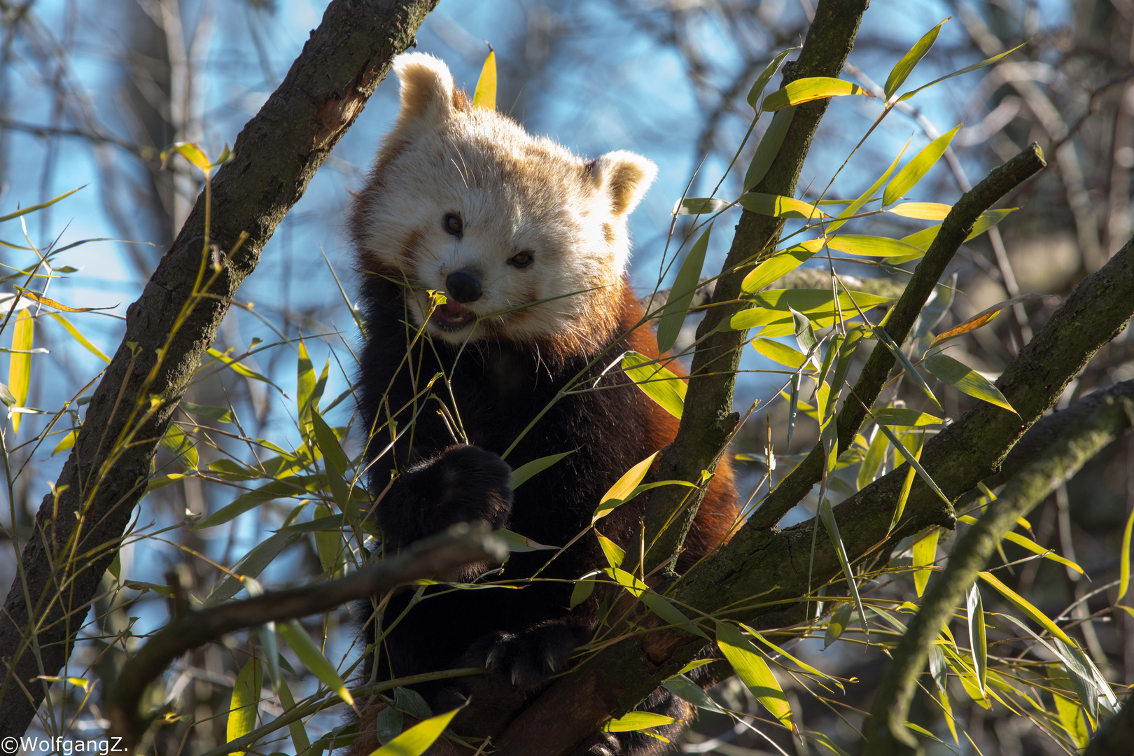 Kleiner Panda