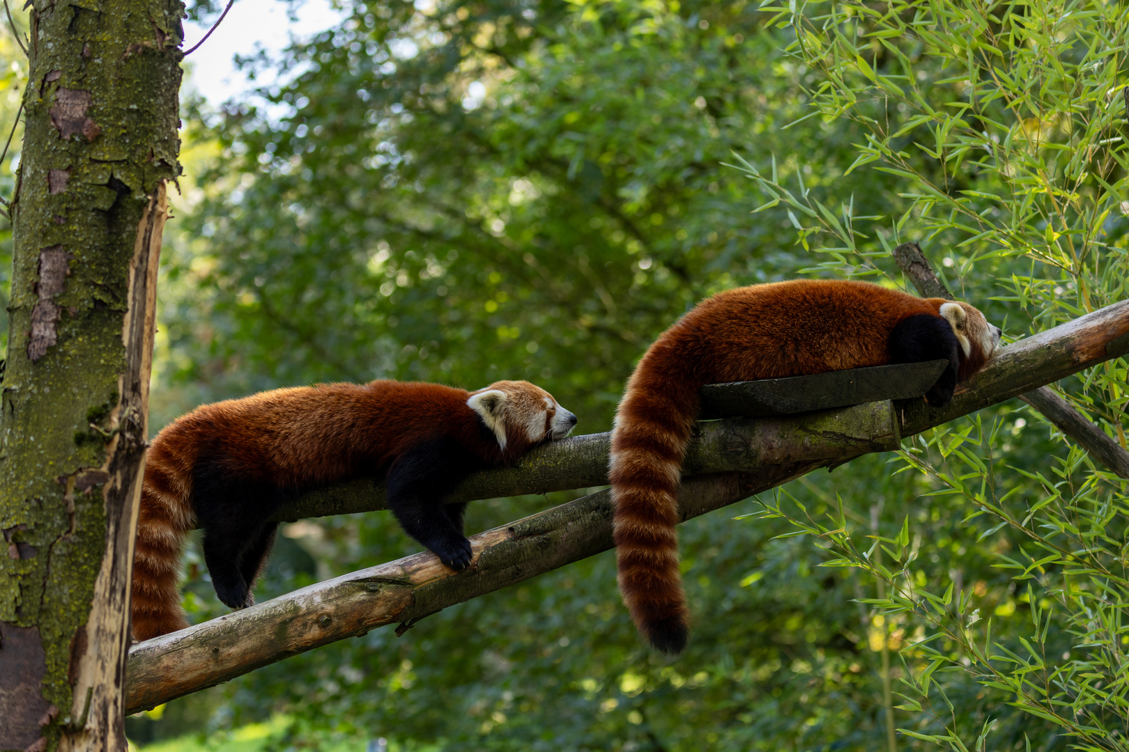 Kleiner Panda