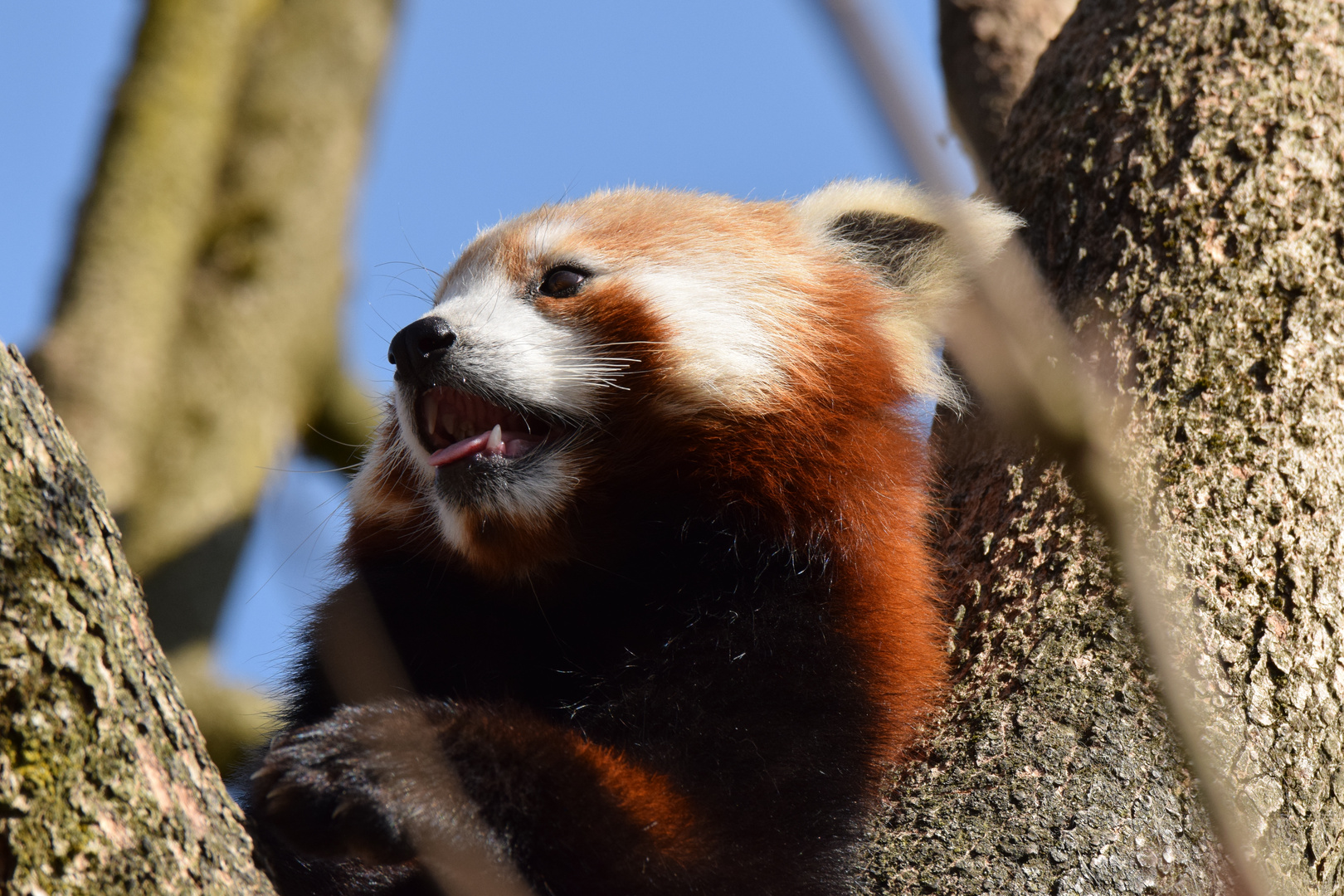 Kleiner Panda