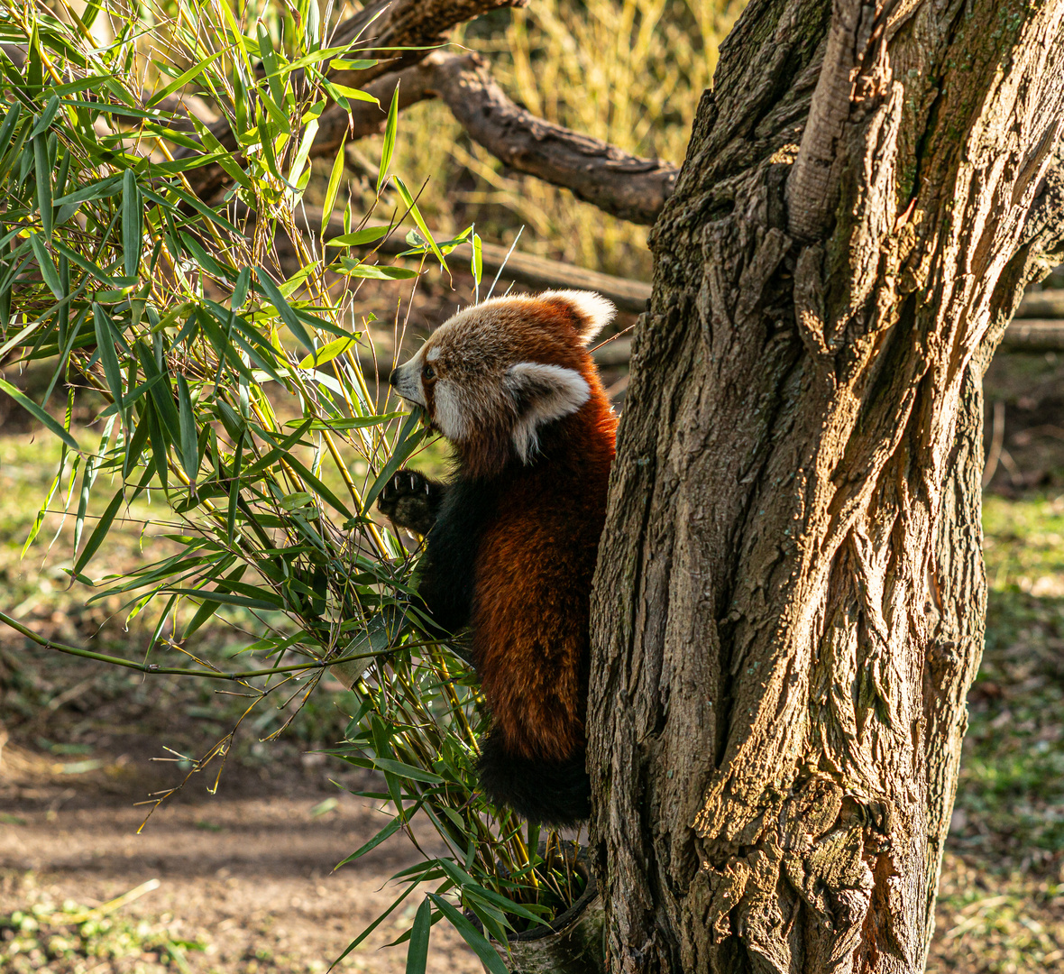 Kleiner Panda